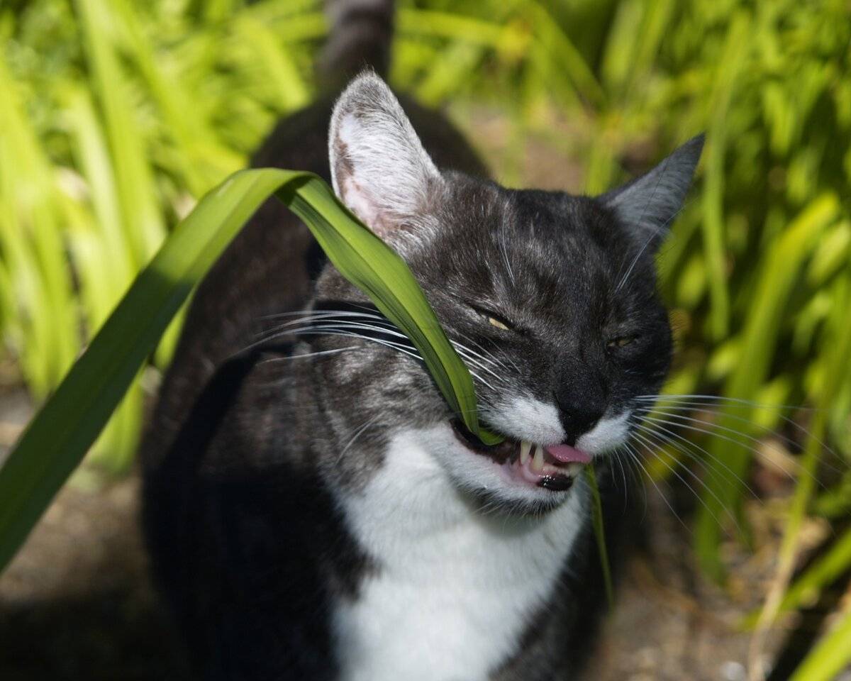 Почему кошки едят траву и какой отдают предпочтение? - кошовед - сайт любителей кошек и котов
