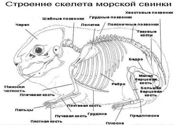 Анатомия хомяков: основные особенности строения тела - люблю хомяков