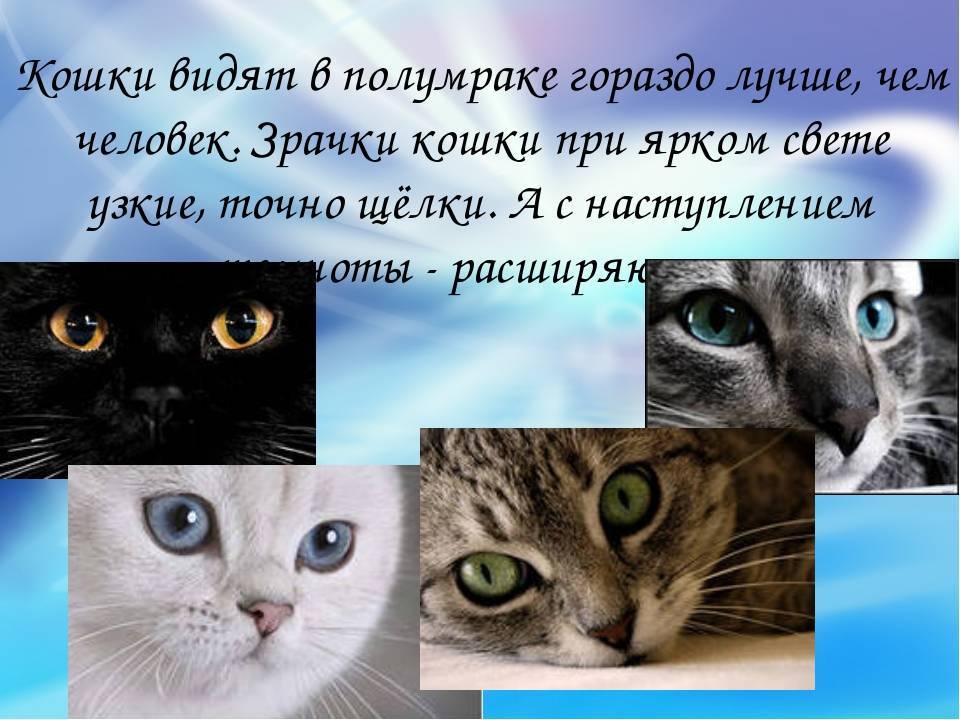 ᐉ какие цвета видят кошки? - ➡ motildazoo.ru