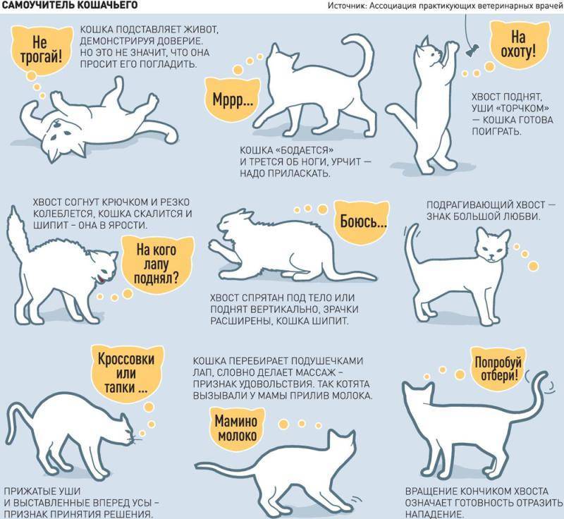 До какого возраста растут коты и кошки, что влияет на темпы роста животных, отзывы ветеринаров и владельцев питомцев