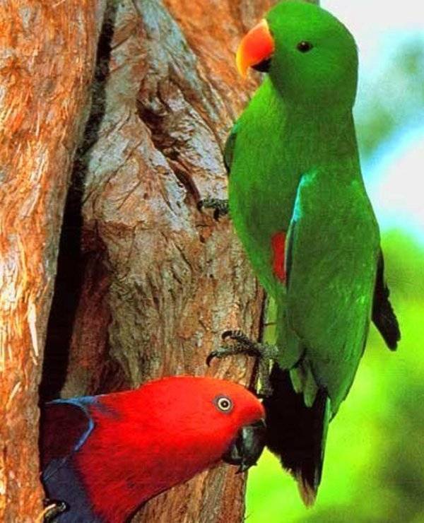 Благородный зелёно-красный попугай (эклектус) - описание вида, фото
