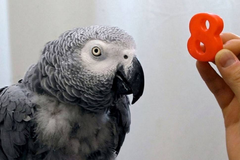 Самый умный попугай в мире