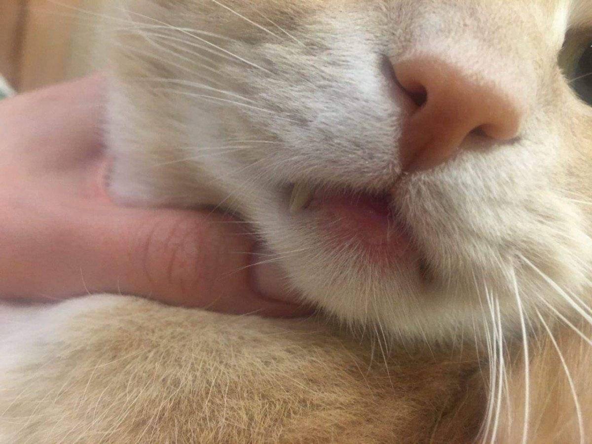Эозинофильная гранулема у кошек: симптомы и лечение