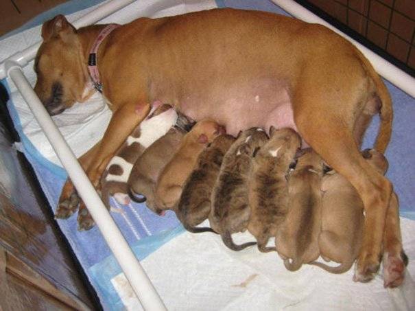 Беременность у собак: признаки, сколько длится, периоды по дням и неделям