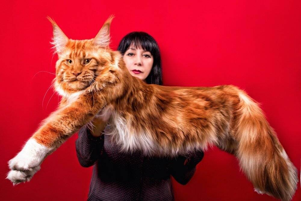 Самые большие кошки в мире – топ 10 с фото