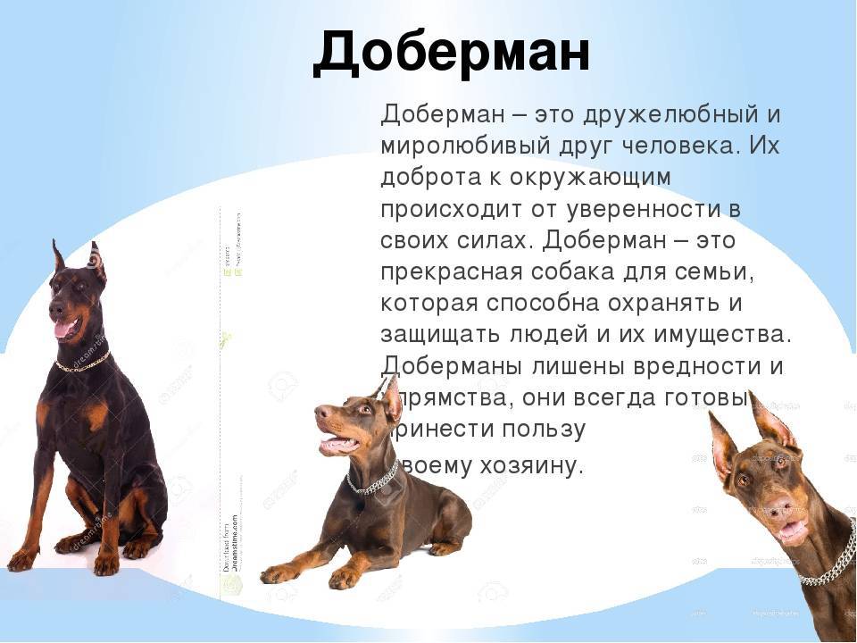 Доберман - порода собак - информация и особенностях | хиллс