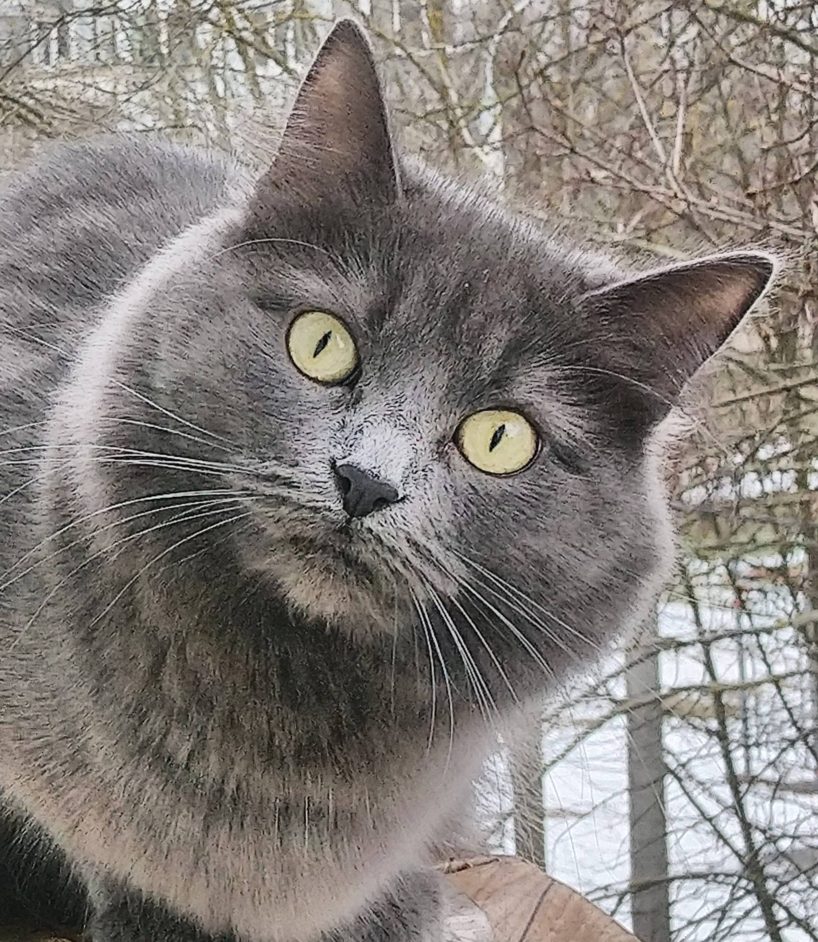 Подробный обзор котов с косыми глазами и описание их внешнего вида