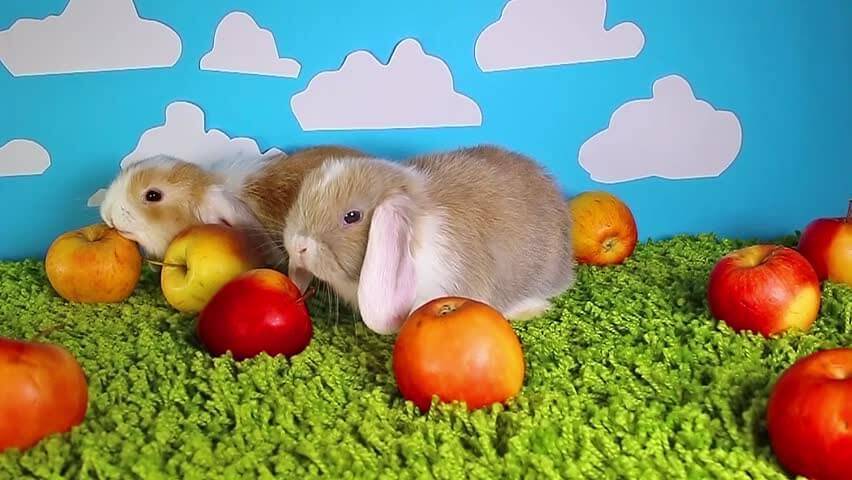 Можно ли давать кроликам яблоки - стоит ли кормить кролика яблоками?