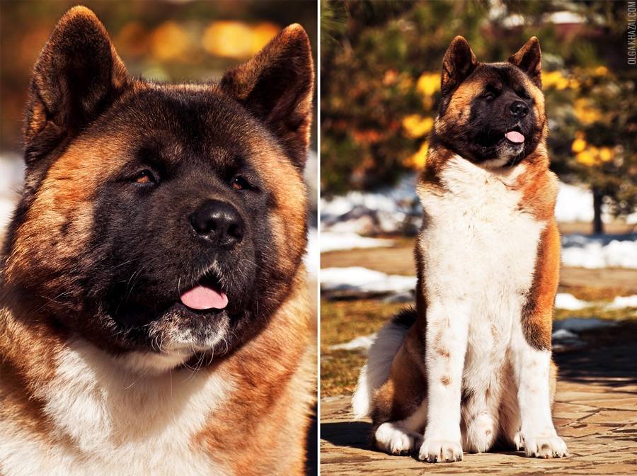 Американская акита-ину: фото собак, характеристика породы, принятый стандарт и отзывы владельцев + как правильно выбрать щенка
