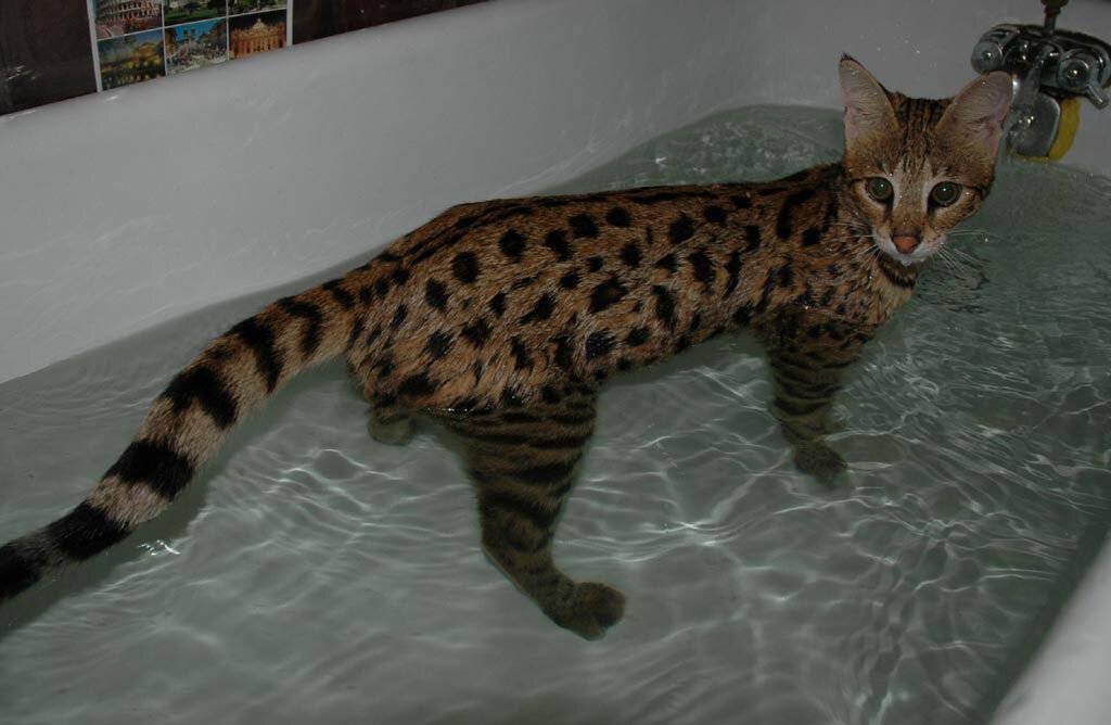 10 пород кошек, которые любят плавать