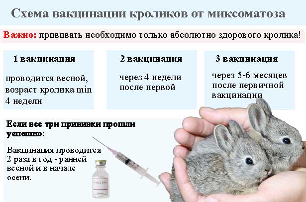 Ассоциированная вакцина кроликам от миксоматоза