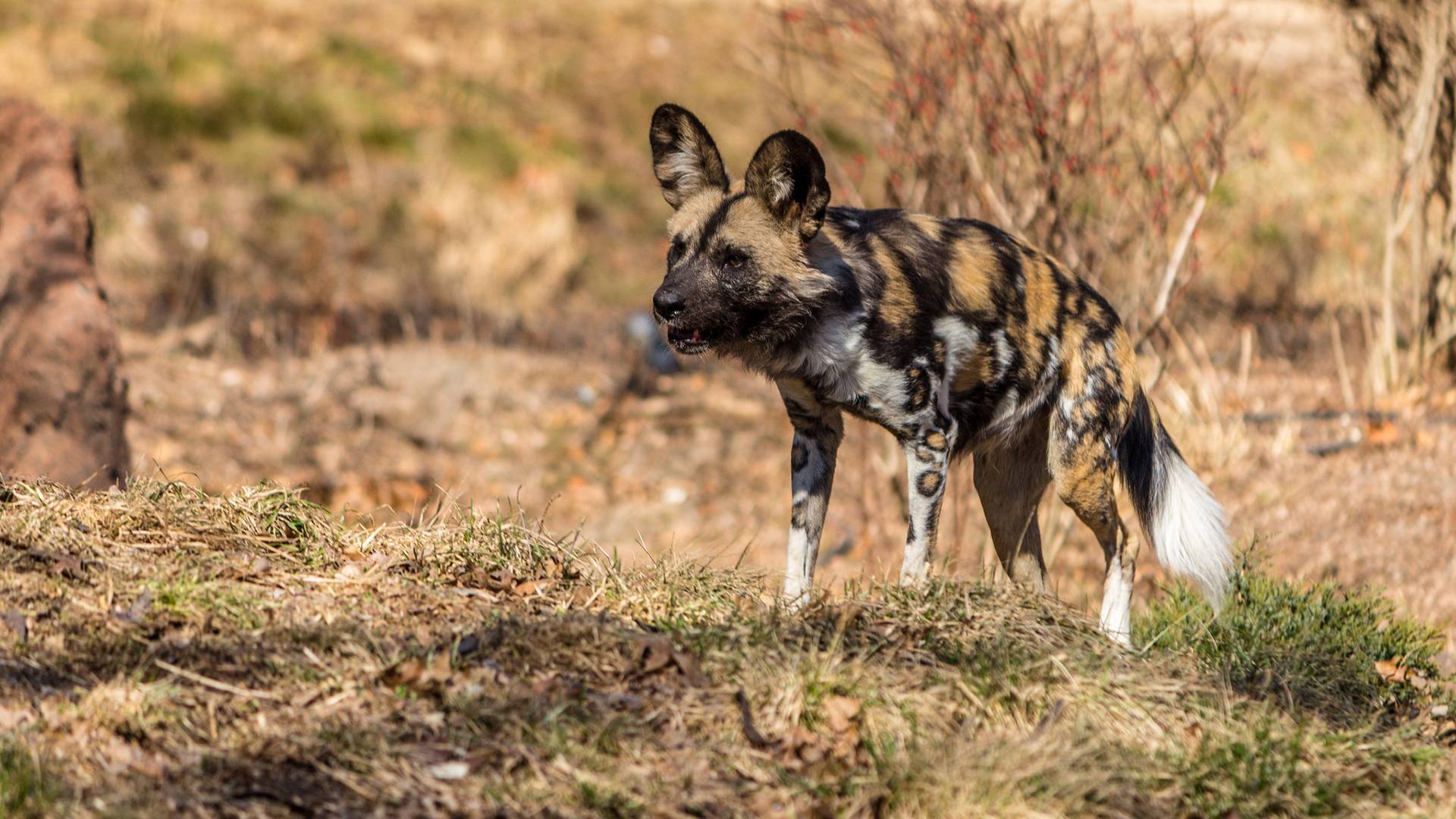 Гиеновая собака. образ жизни и среда обитания гиеновой собаки