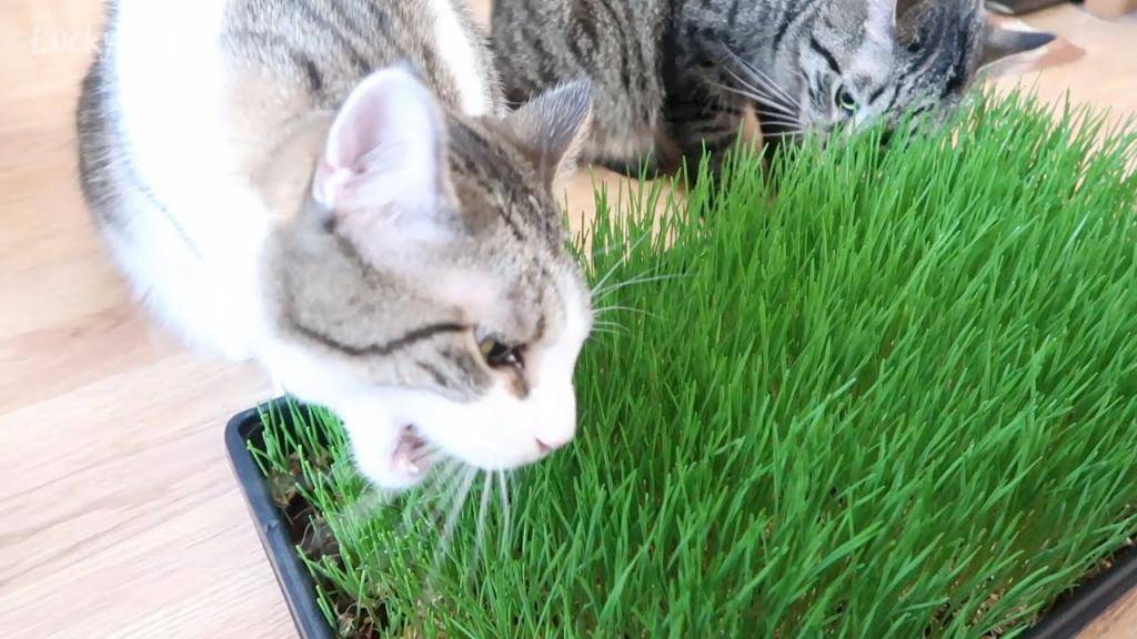 Травка для кошек как источник витаминов