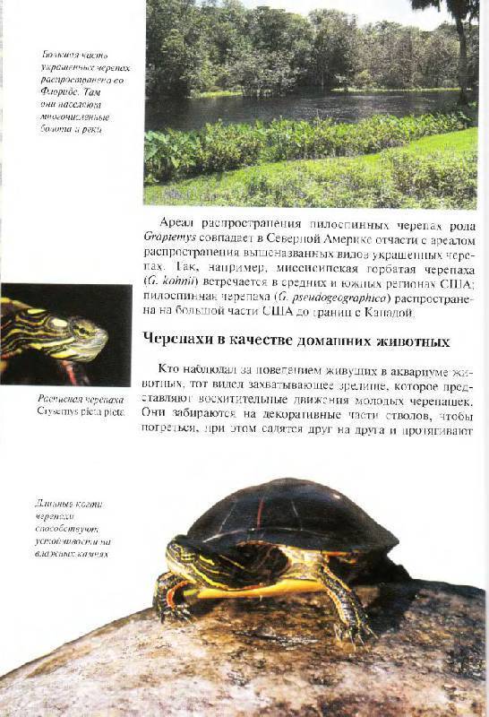 Болотная черепаха – уход и содержание в домашних условиях