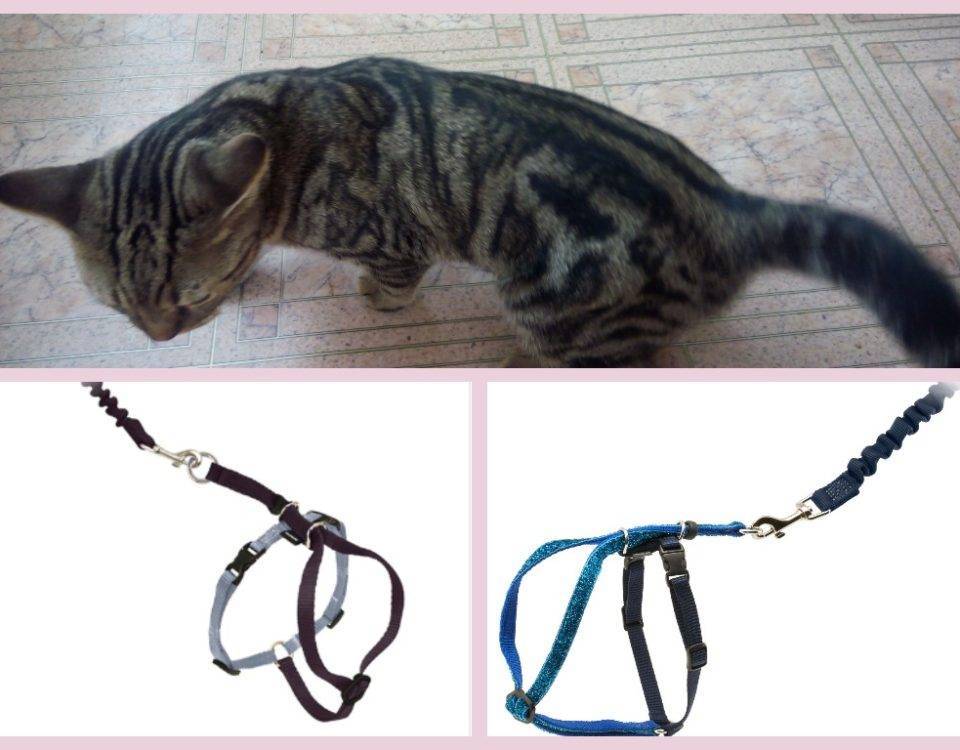 Шлейка для кошек и котов: как выбрать подходящую модель