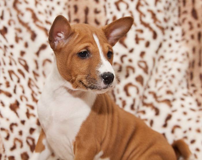 Описание породы собаки басенджи и как правильно ухаживать за ней