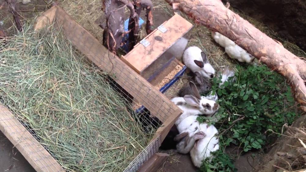 Разведение кроликов в яме и их дальнейшее содержание