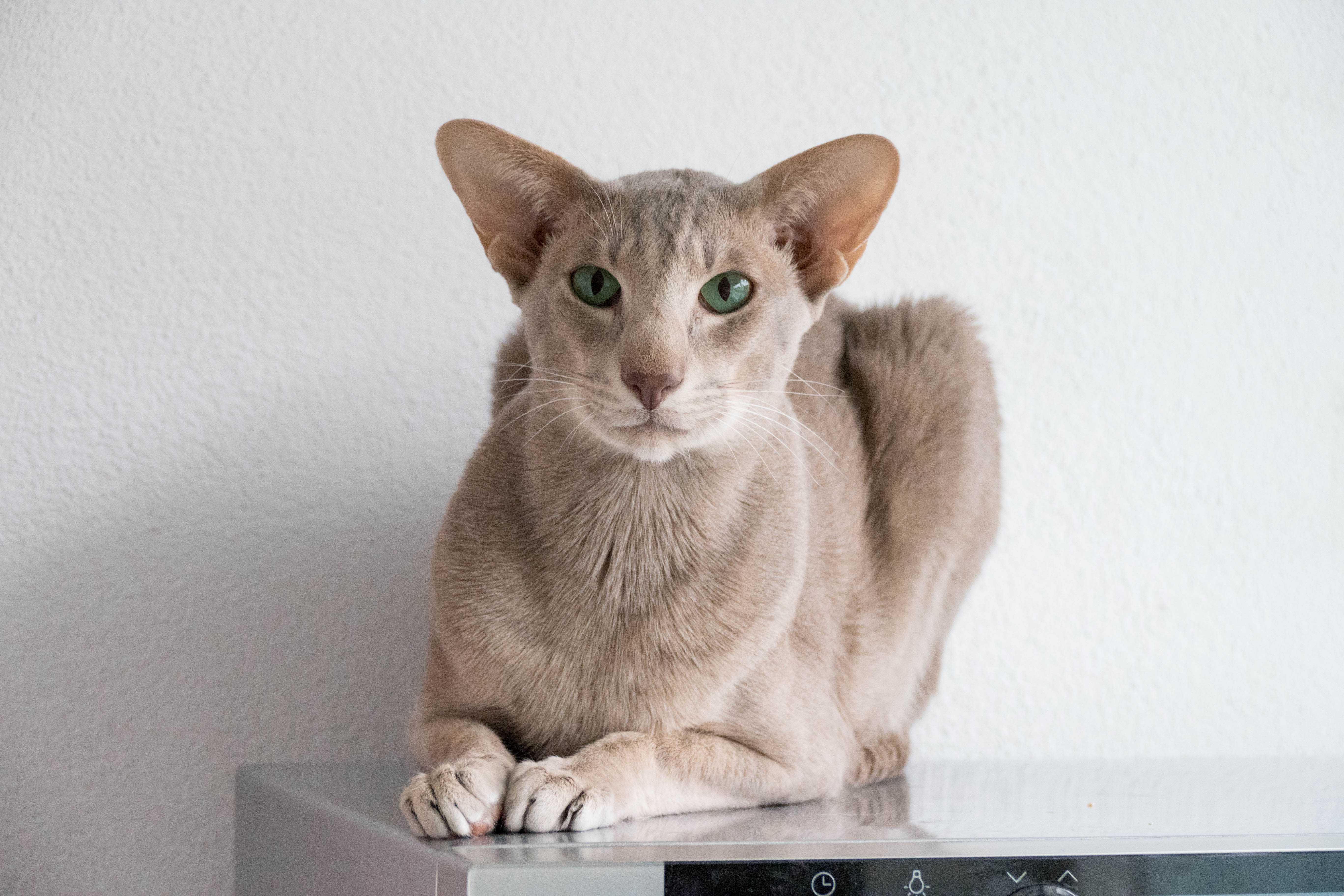 Порода кошек с большими ушами ориенталы фото