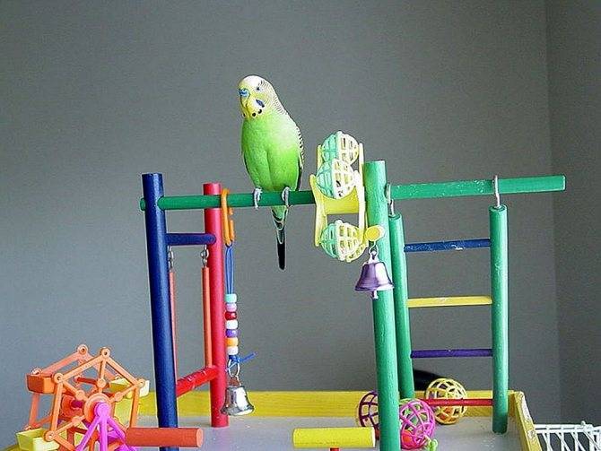 Игры и игрушки для волнистых попугаев