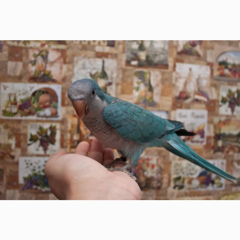 Попугай квакер: фото и описание вида, особенности ухода и отзывы владельцев