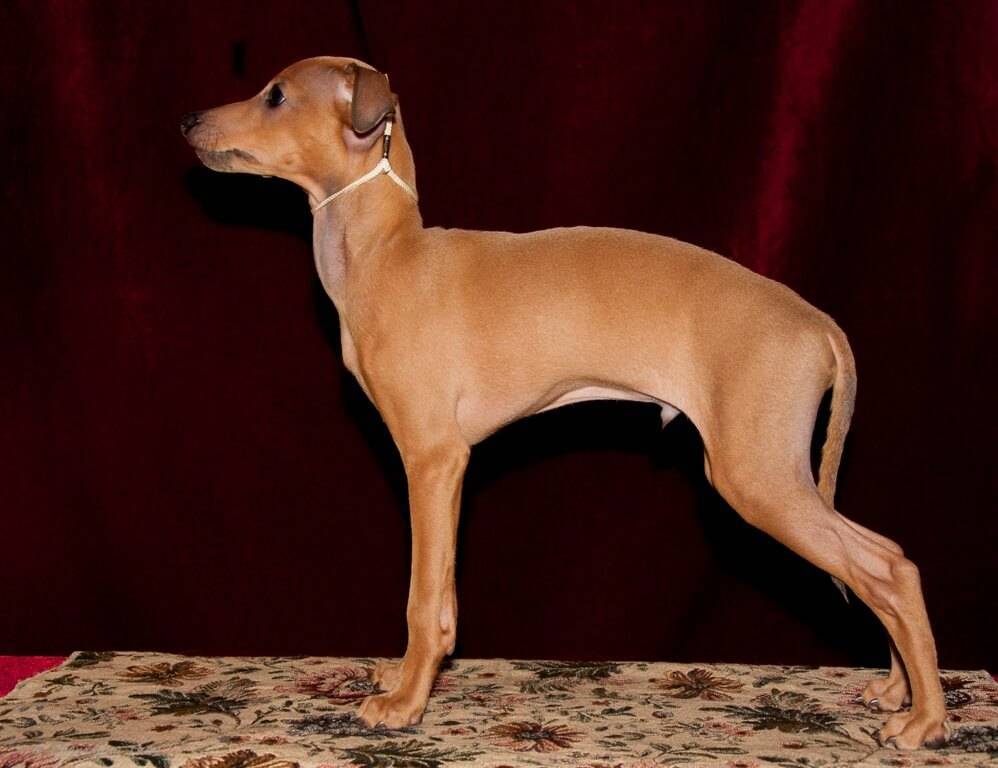 Левретка — фото, описание породы, особенности собаки