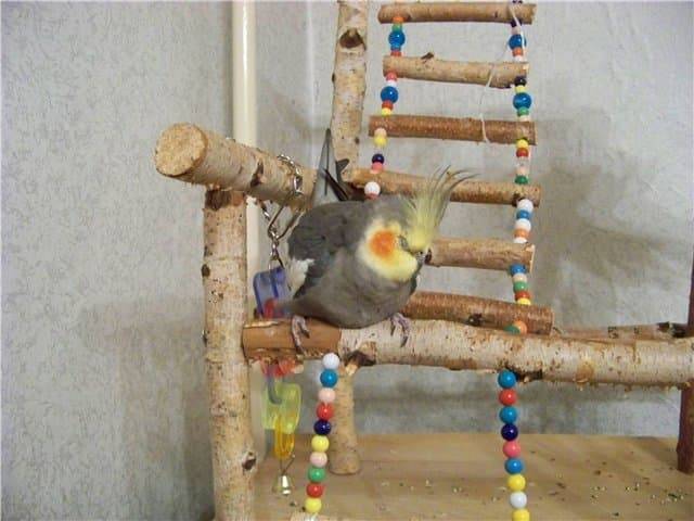 Жёрдочки для попугая: какие бывают, из какого дерева и как сделать своими руками