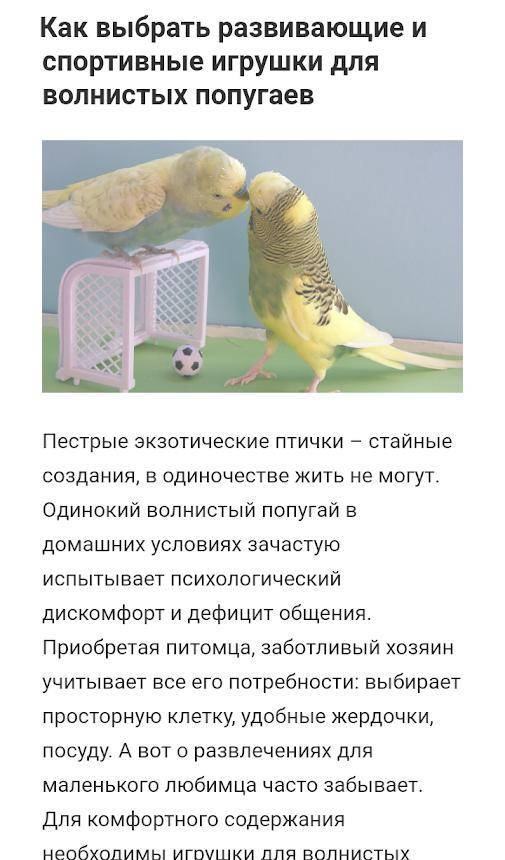 Признаки здорового волнистого попугая, способы определить его пол и возраст