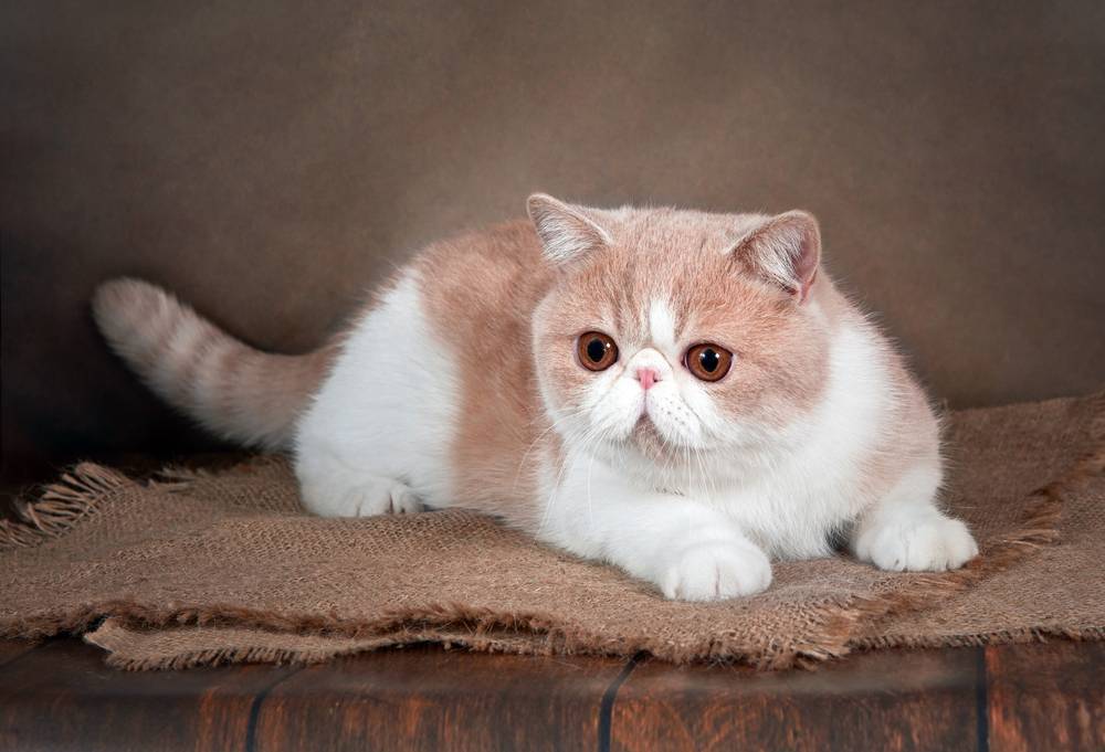 Самая очаровательная кошка – экзотическая короткошёрстная