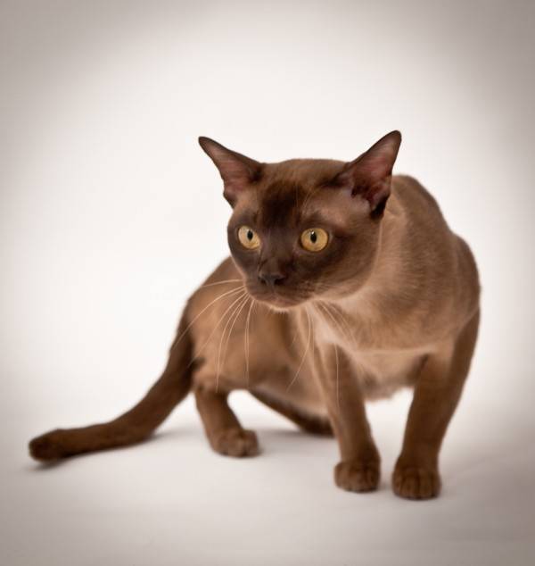 Бурманская кошка — необычная порода с красивым окрасом. смотрите в обзоре фото, характер, здоровье, уход за кошкой, питание