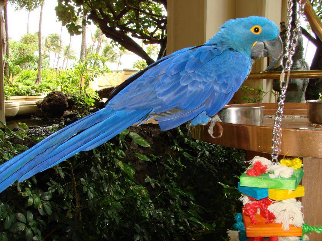 Сколько живут домашние попугаи | советы от питомца