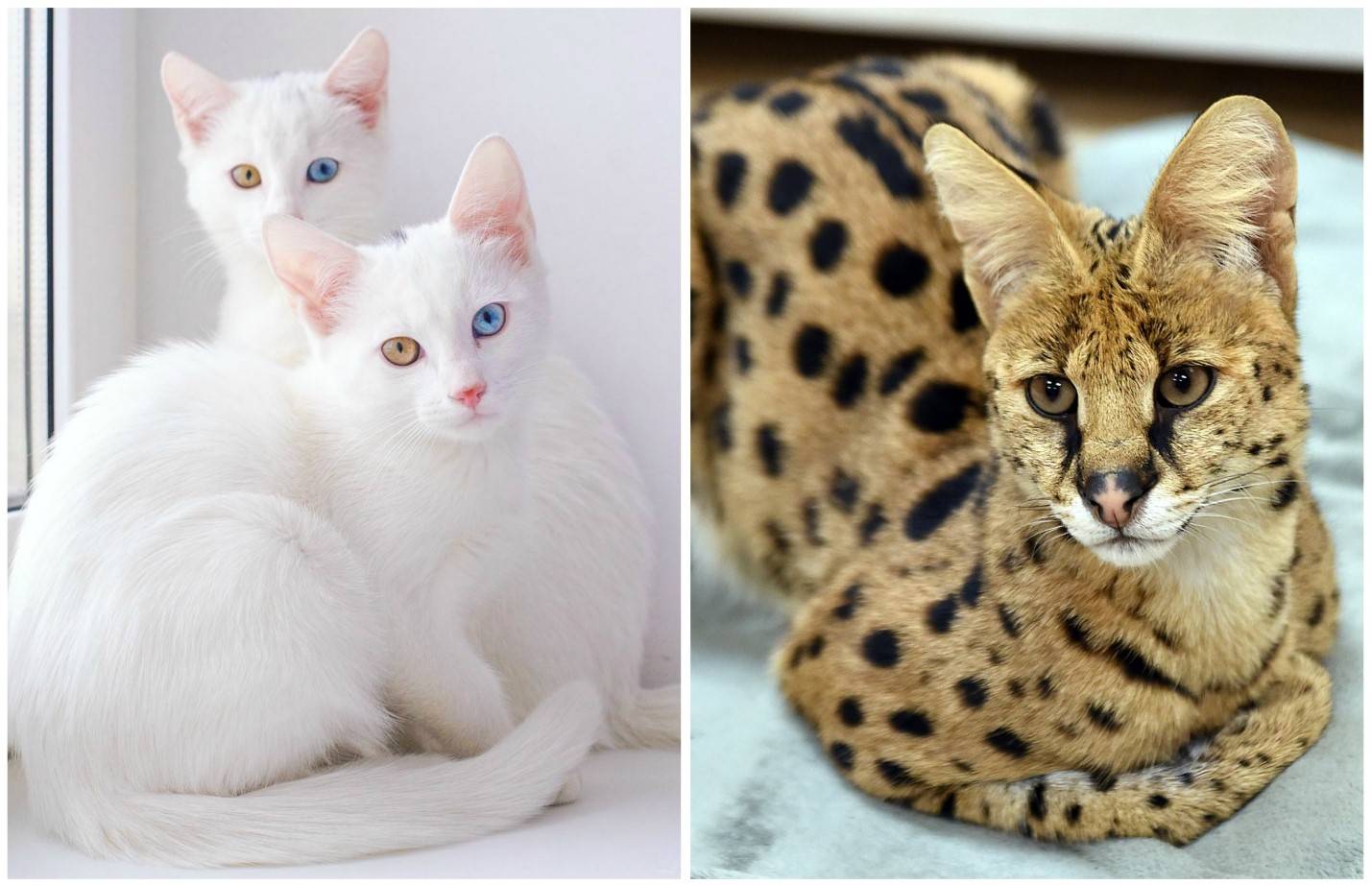 Самые милые породы кошек: 25 пород, которые вас поразят своей красотой - мир кошек