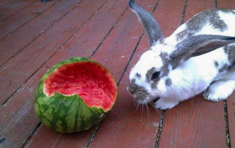 Можно ли кормить кроликов арбузными корками?