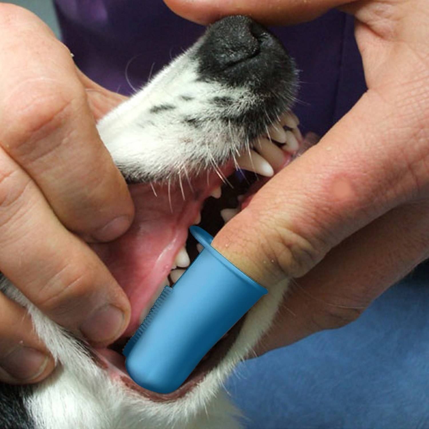Как чистить собаке зубы зубной щеткой зубные щетки от пародонтита