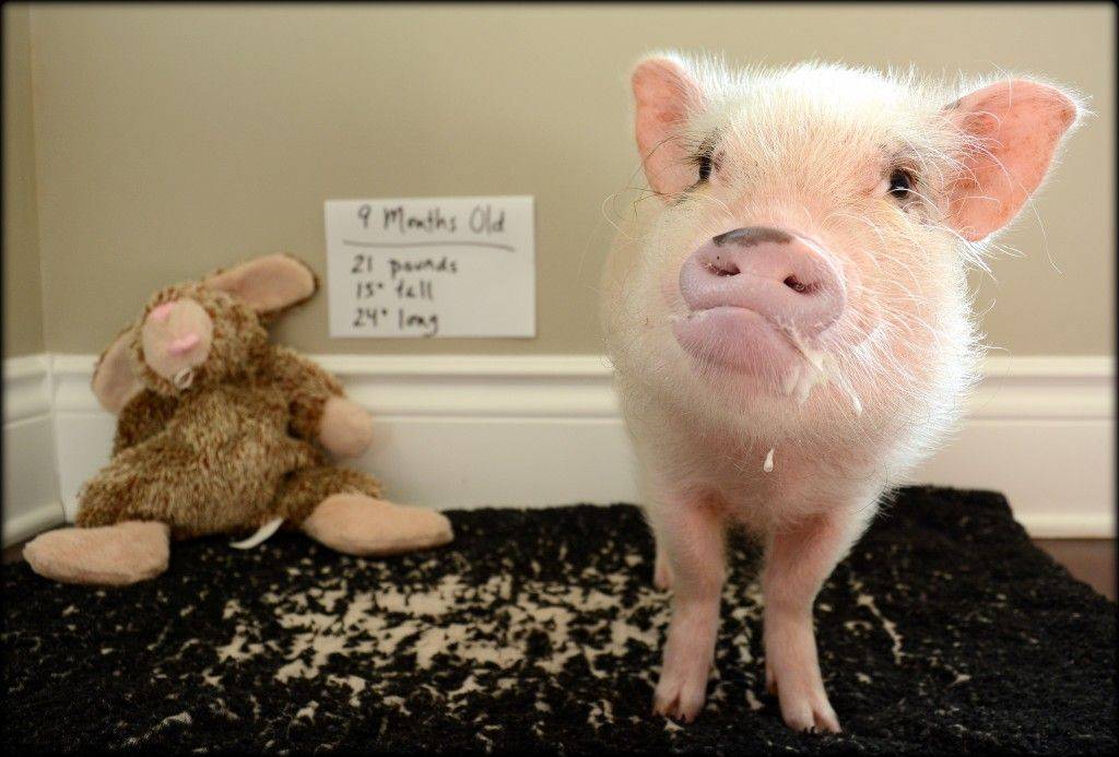 Мини пиги свинья
