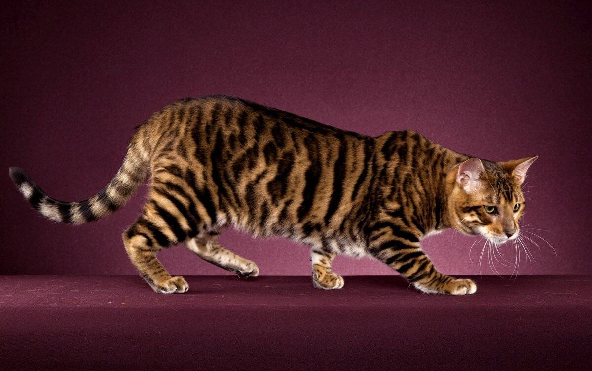 Породы кошек тигрового и леопардового окраса | сайт «мурло»