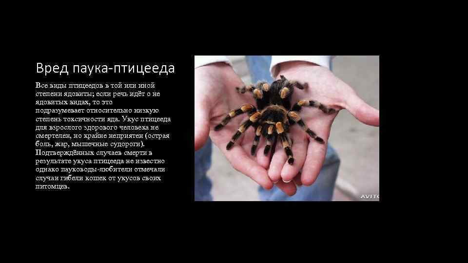 Топ-16 самых опасных пауков в мире (+фото) | golubevod.net