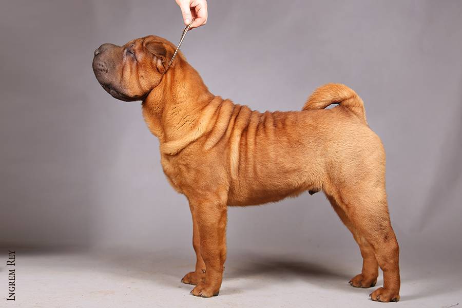 Порода собак шарпей: описание и 84 фото