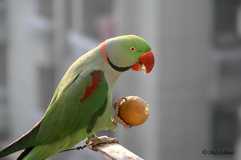 Попугай каик: описание, уход и содержание, продолжительность жизни