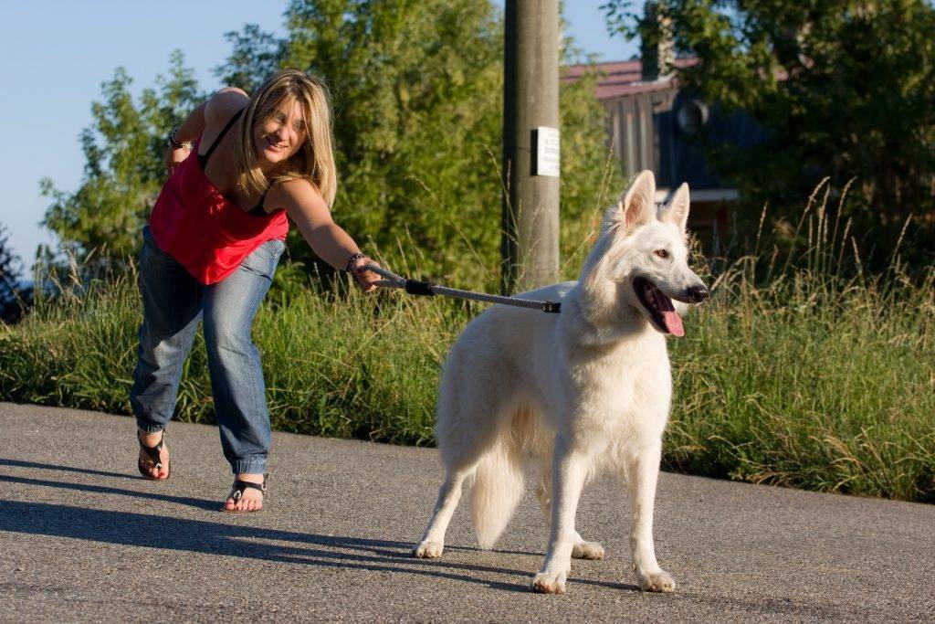 Как отучить собаку тянуть поводок: методы корректировки поведения