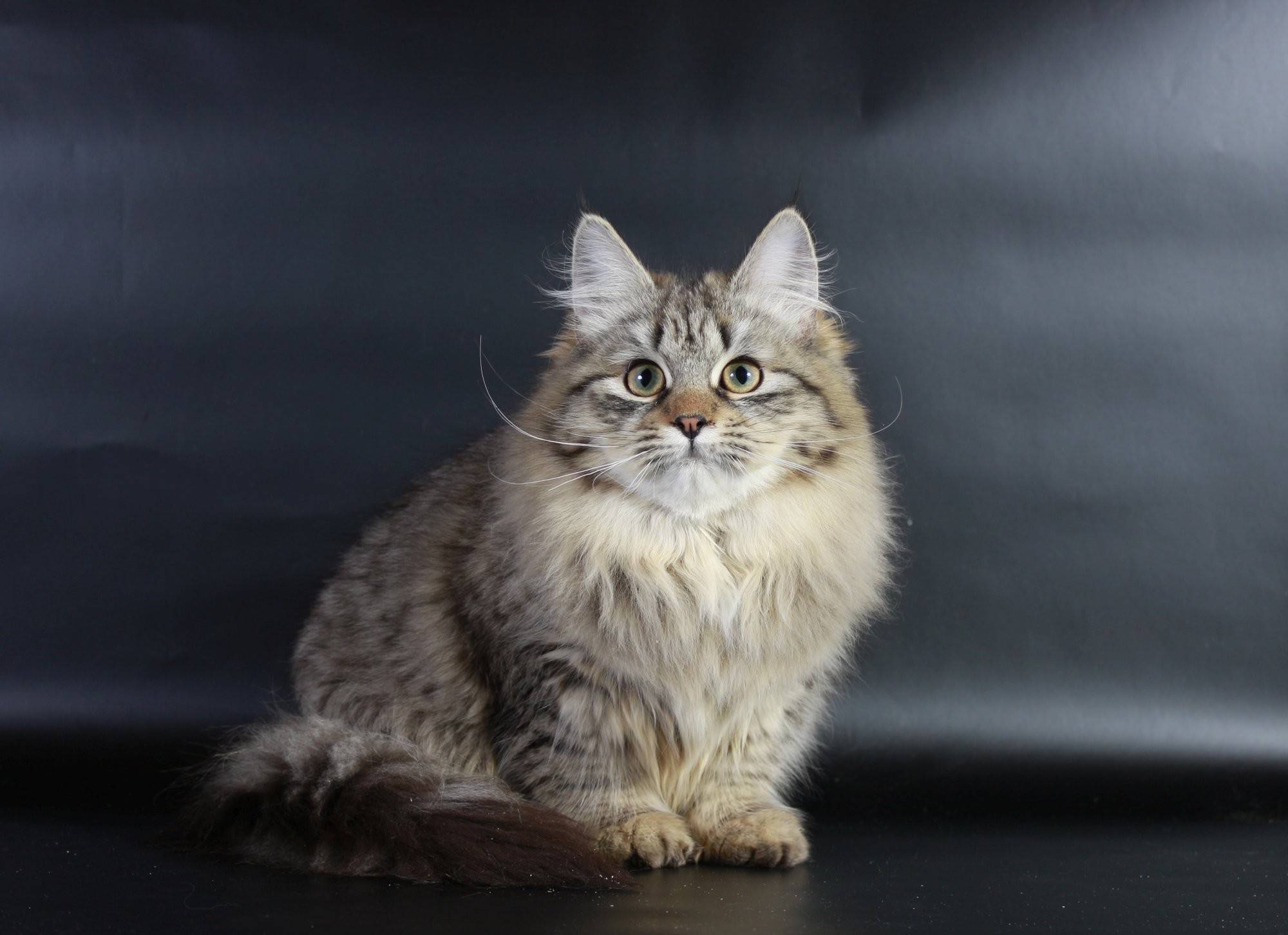 Сибирская кошка: описание породы, характер и особенности ухода