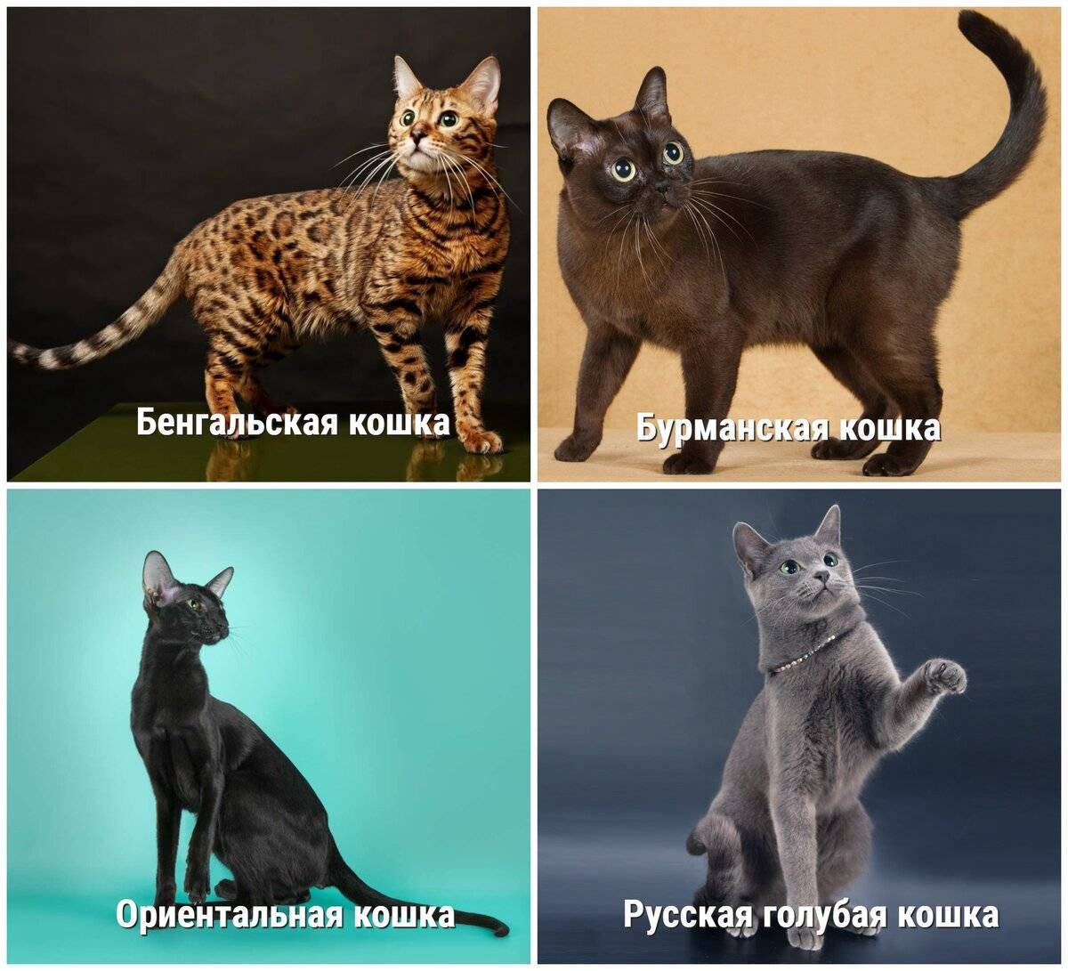 Гипоаллергенные животные: список из 30 видов и пород - zenamoda.ru