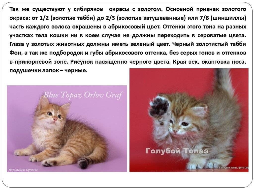 Все о сибирской голубой кошке: описание окрасов, характер, уход за питомцем