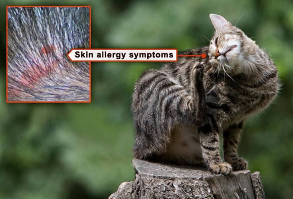 Аллергия у кошек: симптомы, правильное питание, истории владельцев - kotiko.ru