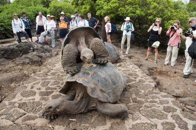 ​50 самых интересных фактов о черепахах для любознательных — общенет