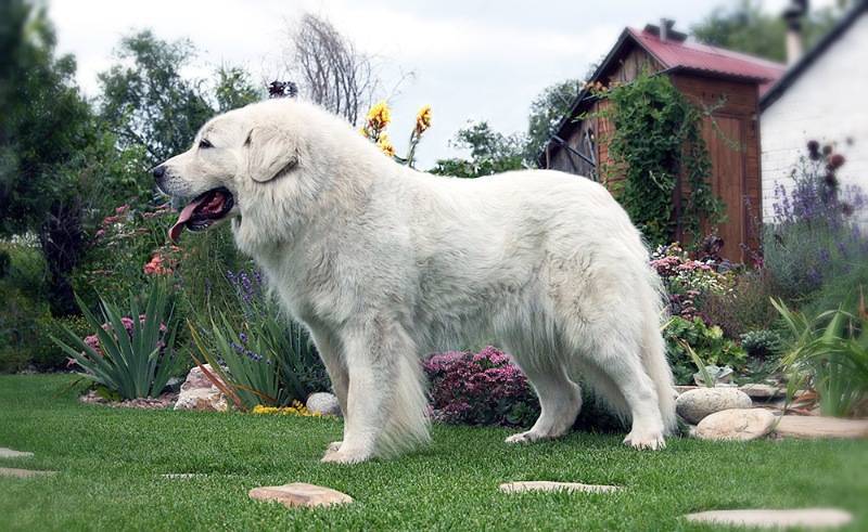 Пиренейская горная собака | энциклопедия о собаках