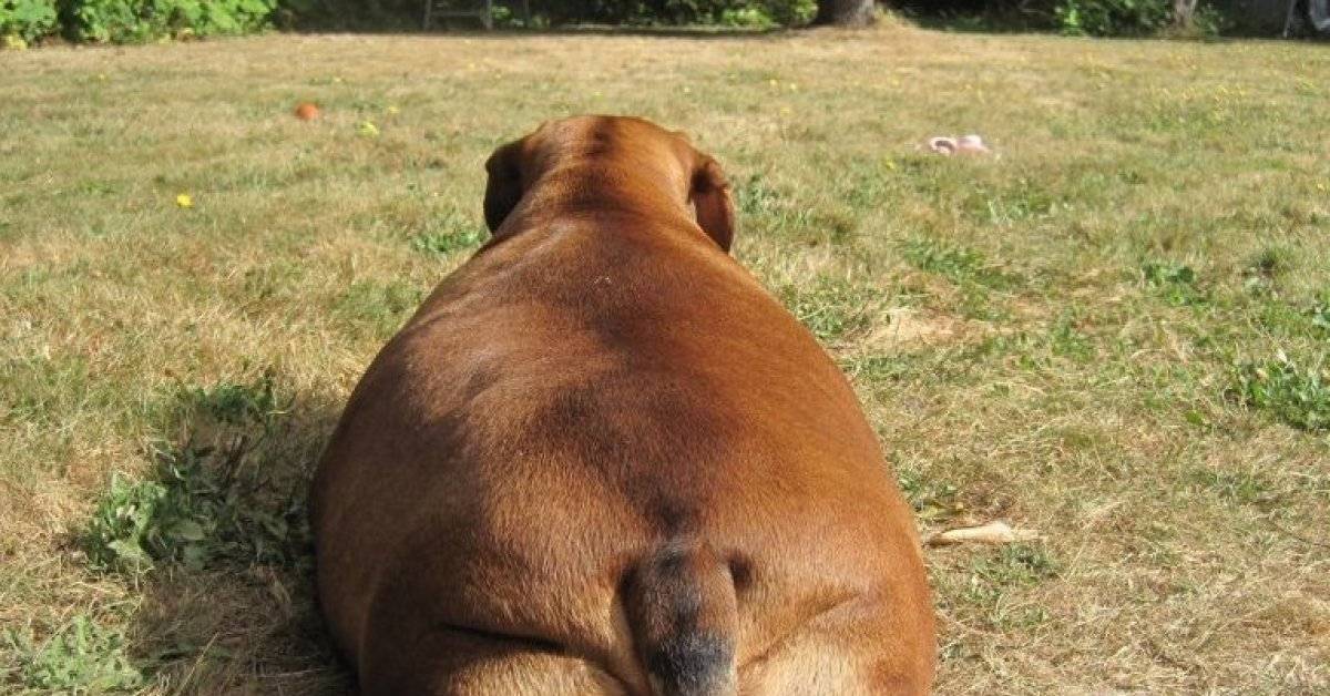 Ожирение у домашних животных