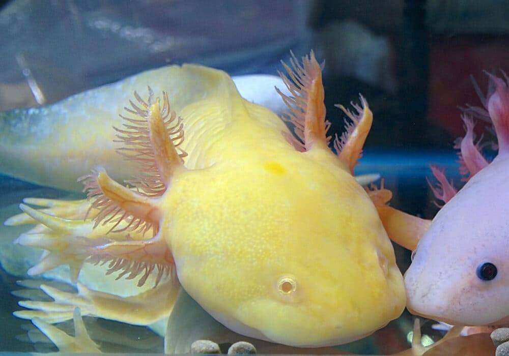Аксолотль: фото, содержание в домашнем аквариуме, кормление