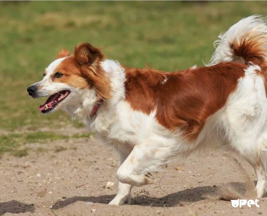 Кромфорлендер: фото, опис, характеристики породи собак, історія виникнення кромфорлендер