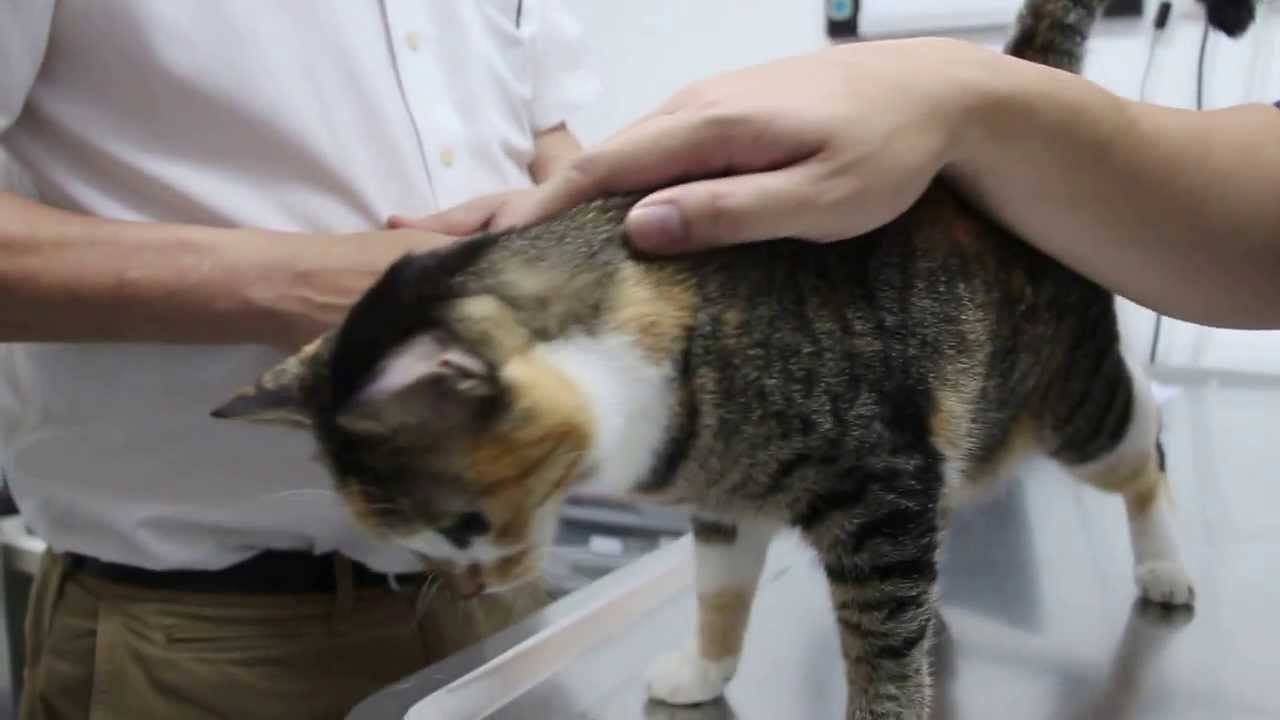 Рвота у кошки или кота: причины тошноты, ее разновидности, способы лечения, когда нужно обратиться к ветеринару