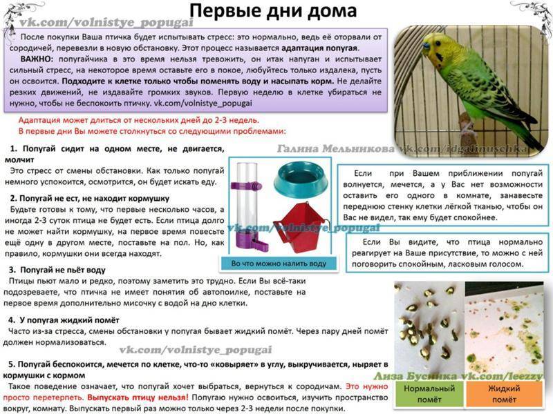 Адаптация волнистого попугая дома после покупки, сколько длится, что делать, если птица мечется по клетке
